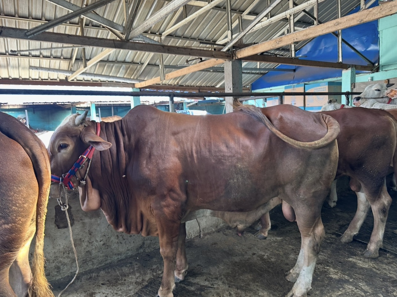 Kandang BMA FARM